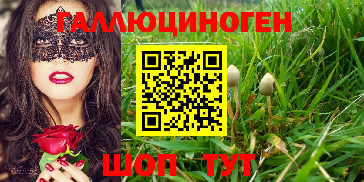 Губкин  как найти   Вход с VPN  Псилоцибиновые грибы Cubensis 